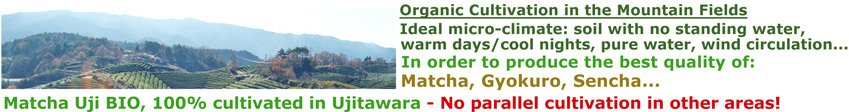 origin_ujitawara